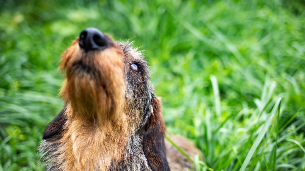 Cães demonstram alta precisão ao farejar câncer. (Foto: Isabelle Desmas et al. via Springer Nature)