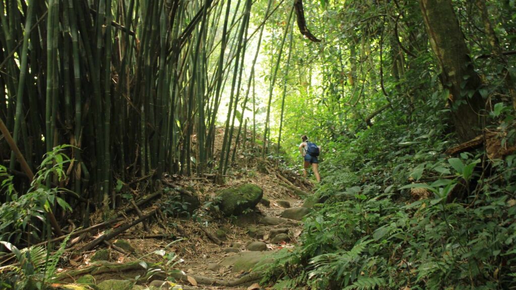 Solo brasileiro armazena 37,5 Gt de carbono, vital contra mudanças climáticas (Imagem: Getty Images/ Canva Pro)