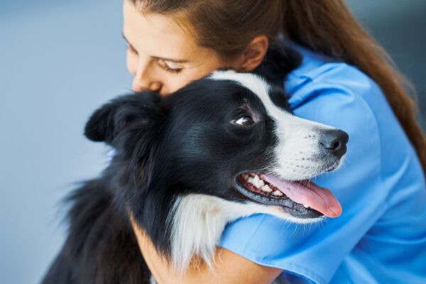 Cães com osteossarcoma ajudam pesquisas em humanos. (Foto: Macniak via Canva)