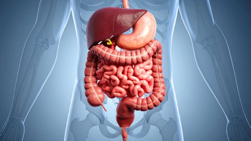 Saúde do intestino está ligada à sensibilidade à insulina. (Foto: True Creatives via Canva)