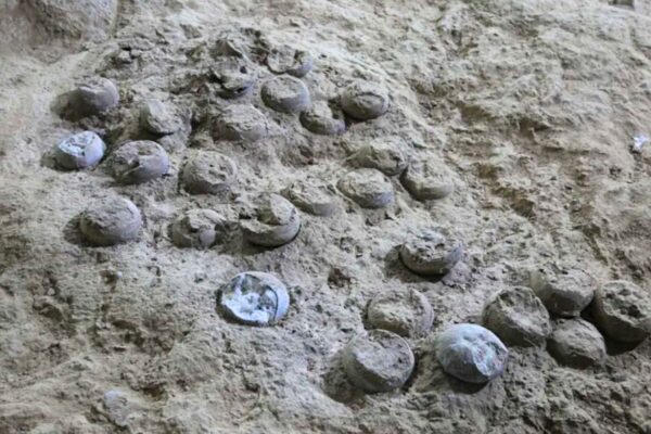 Ovos fossilizados usados para datar o clima do Cretáceo. (Foto: Dr. Bi Zhao via Frontiers)