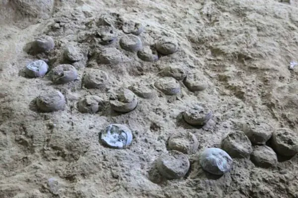 Ovos fossilizados usados para datar o clima do Cretáceo. (Foto: Dr. Bi Zhao via Frontiers)