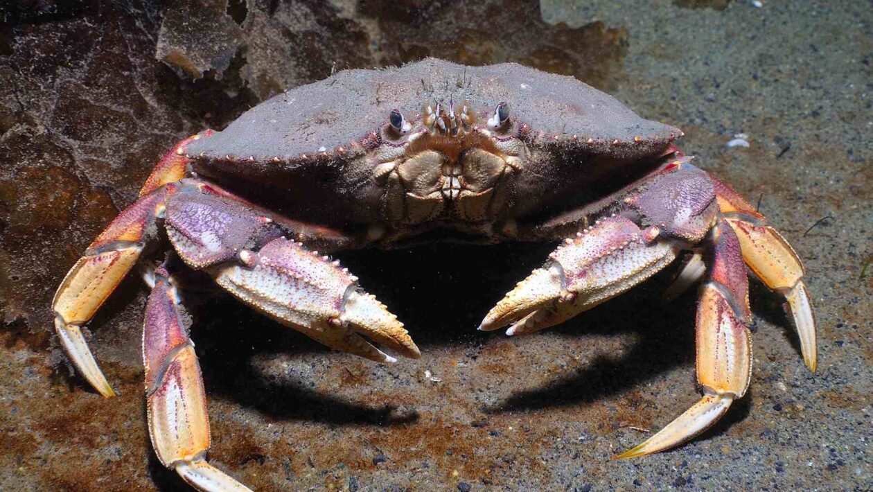 Ciência confirma: crustáceos sentem dor e exigem novas políticas de bem-estar (Imagem: Getty Images/ Canva Pro)