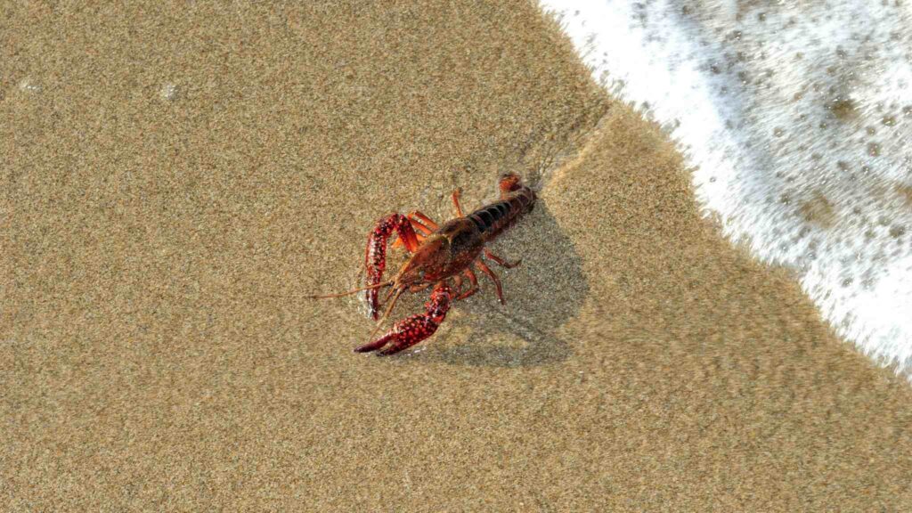 Estudos revelam senciência em camarões e reforçam mudanças no manejo (Imagem: Getty Images/ Canva Pro)
