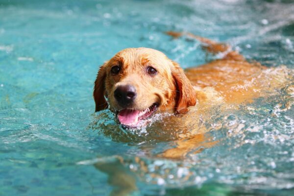 Mantenha seu pet hidratado em dias de calor intenso. (Foto: Getty Images via Canva)