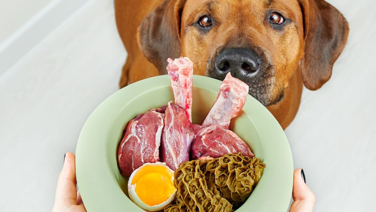 Dietas caseiras falham em nutrientes essenciais para cães. (Foto: Getty Images via Canva)