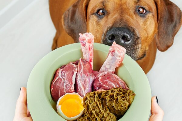 Dietas caseiras falham em nutrientes essenciais para cães. (Foto: Getty Images via Canva)