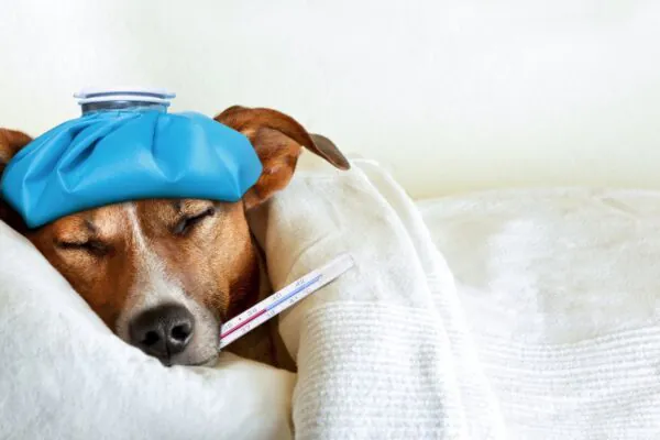 Genes ligados à fragilidade explicam doenças simultâneas em cães. (Foto: Damedeeso via Canva)