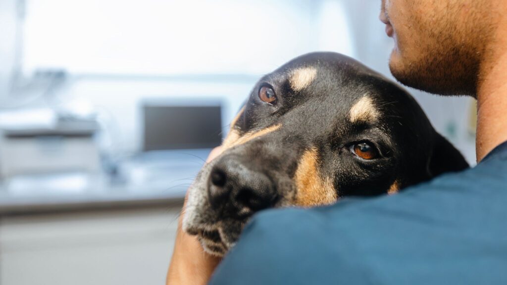 Mapa genético identifica risco de comorbidades em cães. (Foto: Chalabalaphotos via Canva)