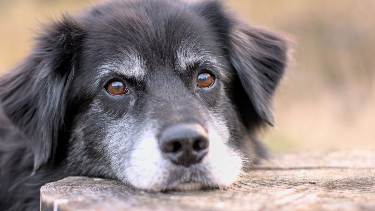 Observe o corpo do seu cão para detectar envelhecimento. (Foto: Getty Images via Canva)