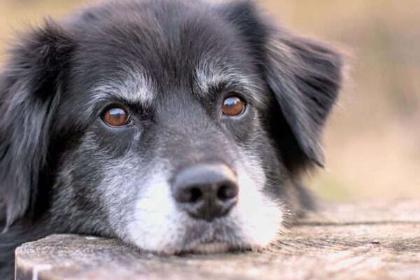 Observe o corpo do seu cão para detectar envelhecimento. (Foto: Getty Images via Canva)