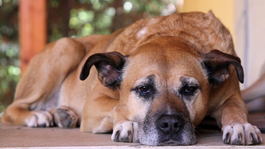Saiba reconhecer sinais físicos e moleculares de envelhecimento. (Foto: Getty Images via Canva)