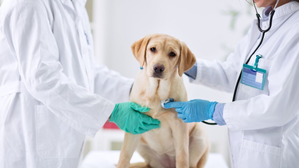 Cães podem sofrer convulsões mesmo com tratamento eficaz. (Foto: Getty Images via Canva)