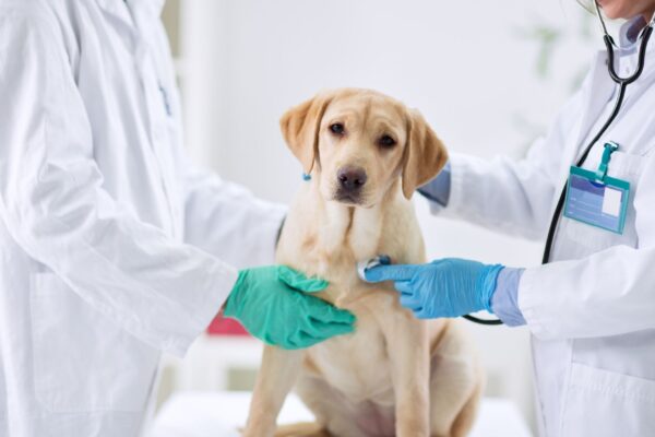 Cães podem sofrer convulsões mesmo com tratamento eficaz. (Foto: Getty Images via Canva)
