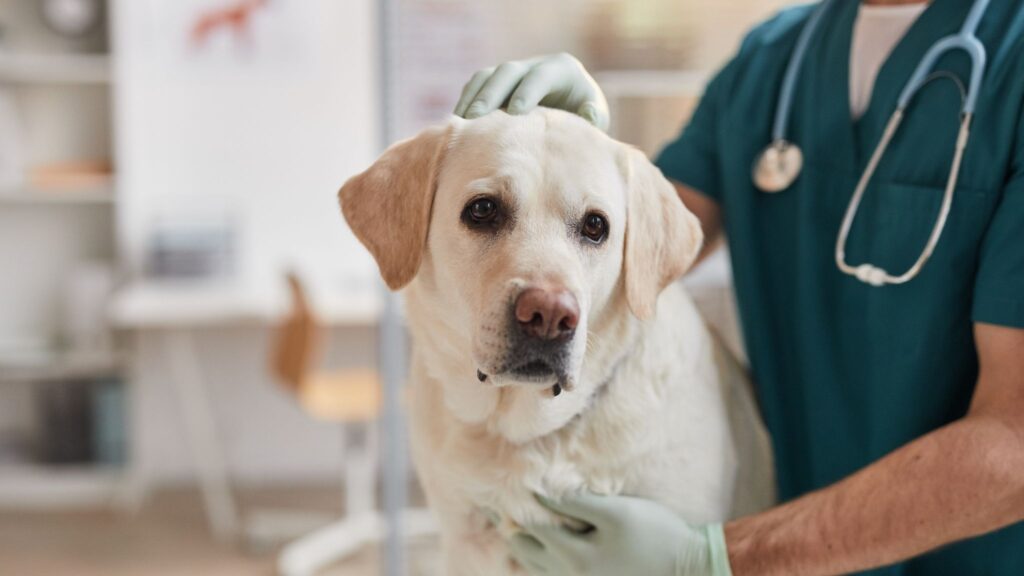 Ressonância magnética detecta alterações no cérebro dos cães. (Foto: SeventyFour via Canva)