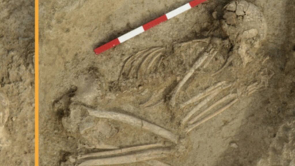 Cicatrizes milenares revelam como sobreviver também pode isolar (Imagem: Veselin Danov)
