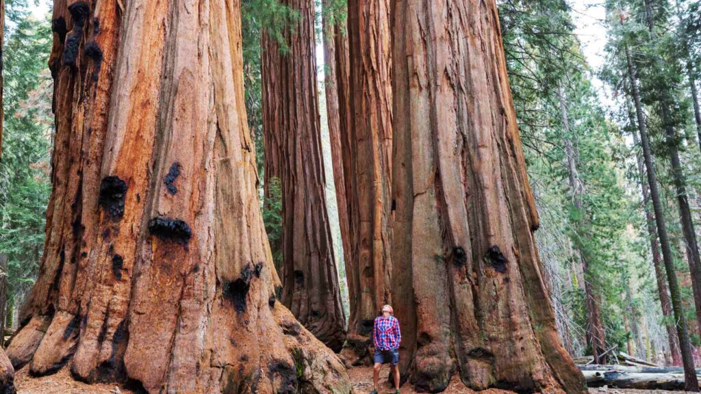 Horneophyton revela a evolução do sistema vascular das plantas antigas. (Imagem: Kamchatka via Canva) 
