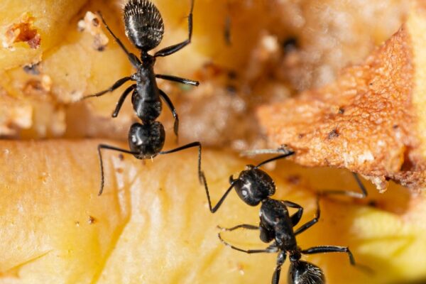 Formigas doentes se sacrificam para proteger a colônia inteira (Imagem: Getty Images/ Canva Pro)
