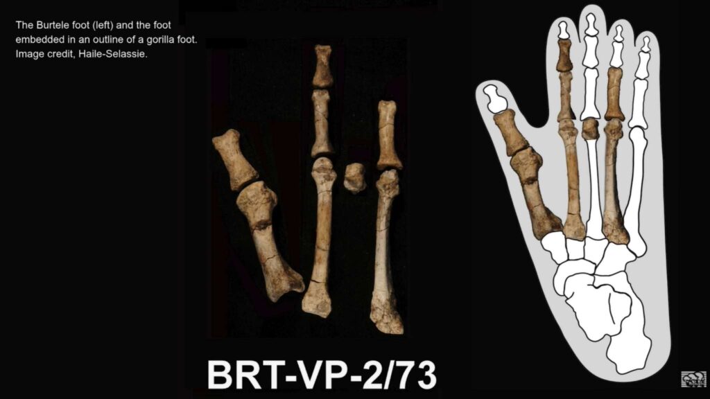 Pé enigmático revela hábitos e dieta distintos de espécies humanas. (Imagem: Yohannes Haile-Selassie/ASU)
