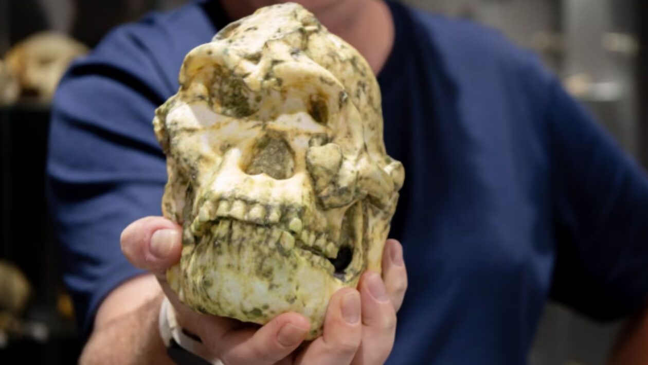 Little Foot pode representar uma nova espécie ancestral humana. (Foto: Universidade La Trobe)