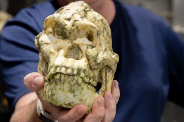 Little Foot pode representar uma nova espécie ancestral humana. (Foto: Universidade La Trobe)