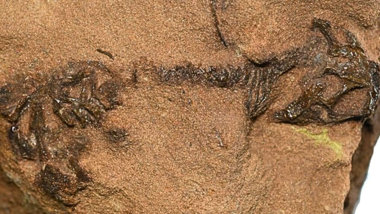 Fóssil raro preserva traços-chave da evolução dos lagartos. (Foto: Daniel Marke et al. via Nature)