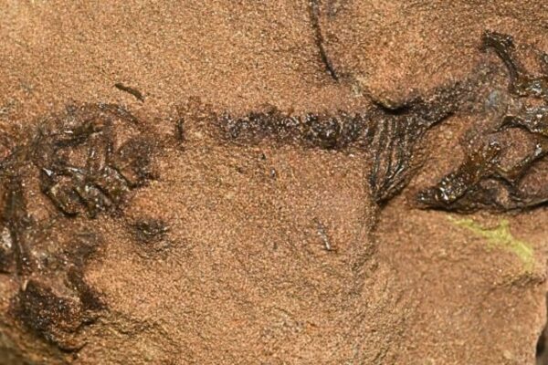 Fóssil raro preserva traços-chave da evolução dos lagartos. (Foto: Daniel Marke et al. via Nature)