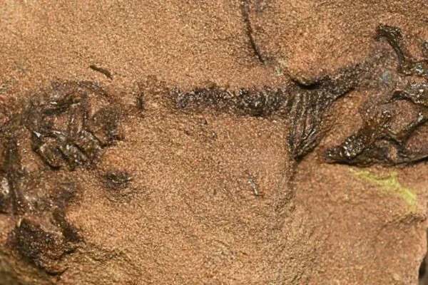 Fóssil raro preserva traços-chave da evolução dos lagartos. (Foto: Daniel Marke et al. via Nature)