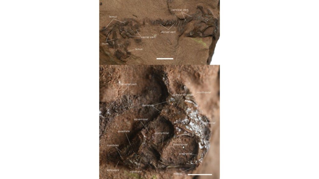 Espécime completo e crânio preservado de A. helsbypetrae. (Foto: Daniel Marke et al. via Nature)