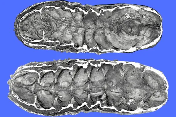 Vista ampliada revela glândulas, vasos e estruturas internas do fóssil. (Foto: Martin R. Smith et al. via Nature)