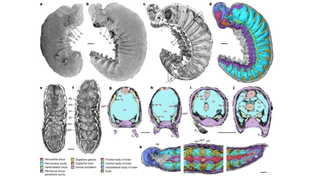 Imagens revelam estruturas internas e detalhes finos do fóssil. (Foto: Martin R. Smith et al. via Nature)