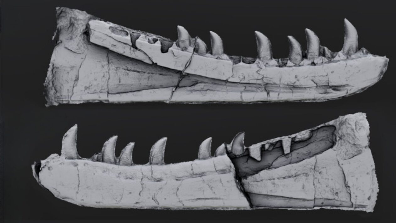 Fóssil digitalizado revela dinossauro carnívoro desconhecido. (Foto: Divulgação / Owain Evans)