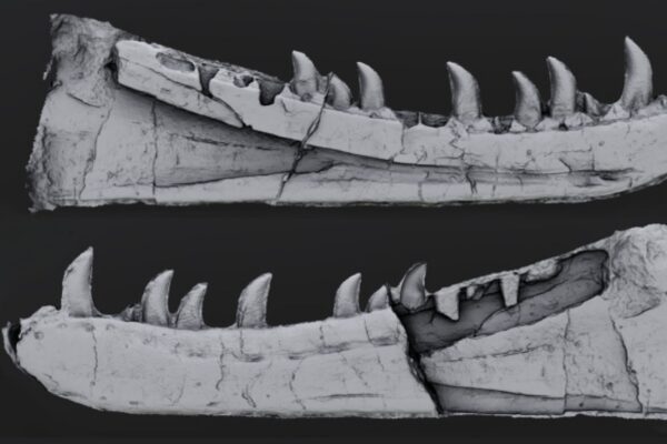 Fóssil digitalizado revela dinossauro carnívoro desconhecido. (Foto: Divulgação / Owain Evans)