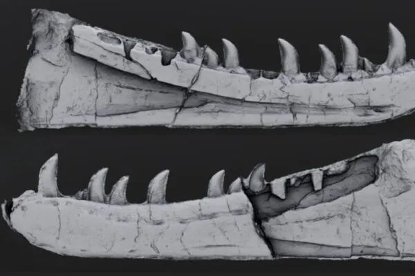 Fóssil digitalizado revela dinossauro carnívoro desconhecido. (Foto: Divulgação / Owain Evans)