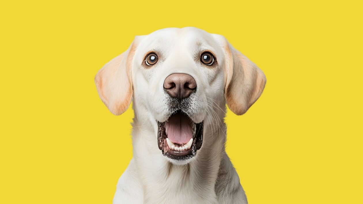 Raças modernas ainda carregam traços genéticos de lobos. (Foto: Oksana Latysheva via Canva)