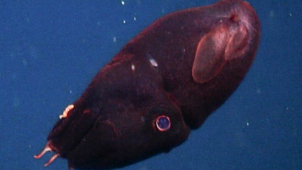 Espécie abissal preserva código genético que redefine a evolução marinha (Imagem: National Marine Sanctuaries)