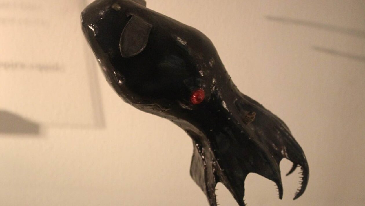 Genoma gigante da lula-vampiro revela segredos antigos dos cefalópodes (Imagem: Emőke Dénes/ Wikimedia Commons)