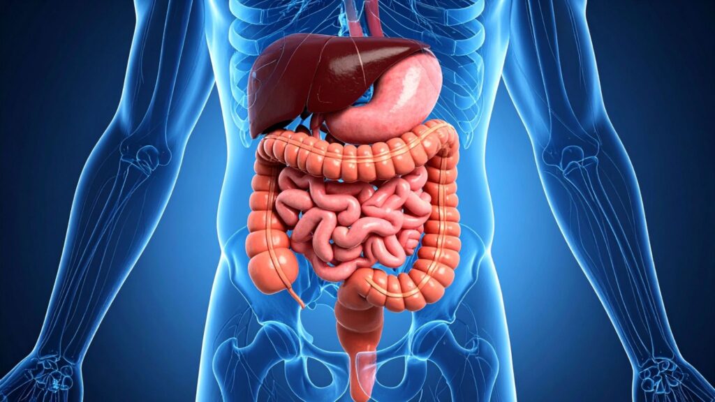 Nova estratégia pode destravar imunoterapia no intestino. (Foto: True Creatives via Canva)