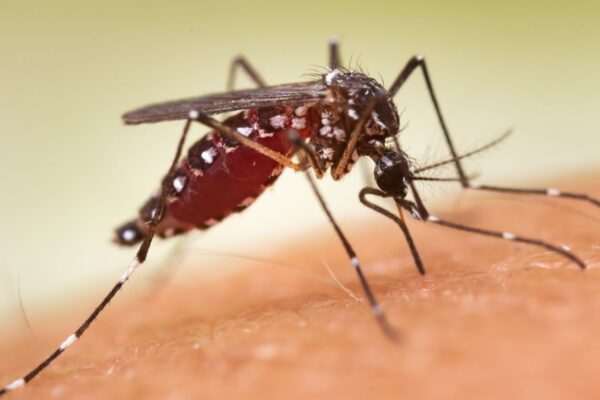 Cidades catarinenses enfrentam avanço recorde da dengue. (Foto: Getty Images via Canva)