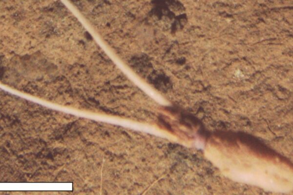 Lula abissal se enterra e imita o fundo do mar para se camuflar (Imagem: National Oceanography Centre/Projeto SMARTEX (NERC))