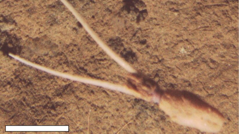 Lula abissal se enterra e imita o fundo do mar para se camuflar (Imagem: National Oceanography Centre/Projeto SMARTEX (NERC))