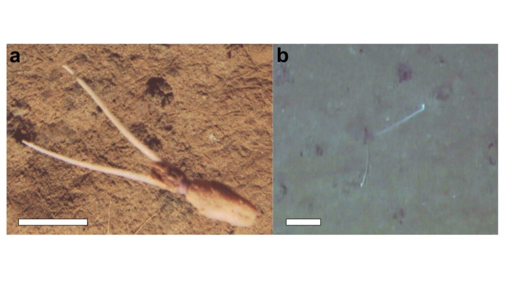 Estratégia inédita de lula de cabeça para baixo surpreende cientistas (Imagem: National Oceanography Centre/Projeto SMARTEX (NERC))
