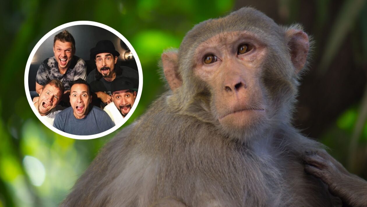 Backstreet Boys ajudam cientistas a testar senso rítmico em Macacos-rhesus. (Foto: Getty Images via Canva e Instagram)