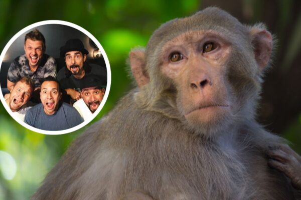 Backstreet Boys ajudam cientistas a testar senso rítmico em Macacos-rhesus. (Foto: Getty Images via Canva e Instagram)