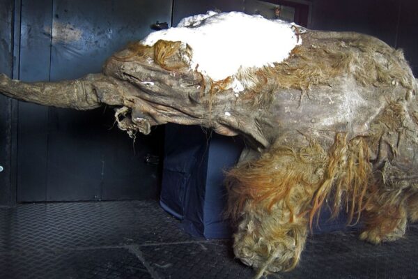 Mamute Yuka manteve moléculas frágeis por 40 mil anos. (Foto: Cyclonaut via Wikimedia Commons)