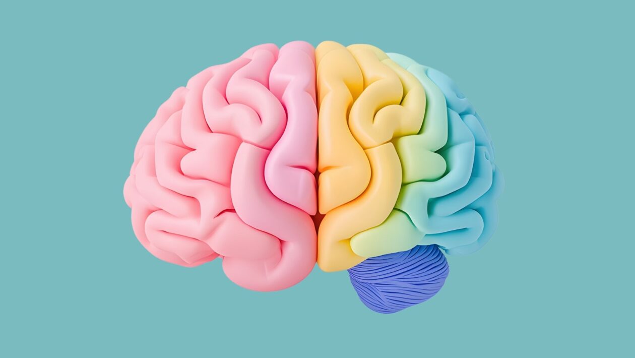 Camadas do hipocampo revelam por que memórias se perdem. (Foto: Oksana Vector Art via Canva)