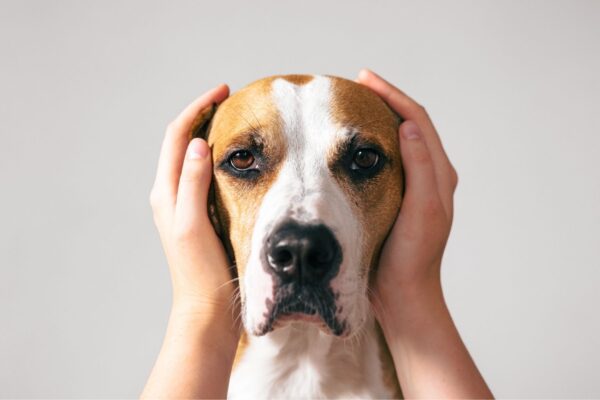 Microbioma canino pode influenciar o comportamento. (Foto: Valeria Boiko via Canva)