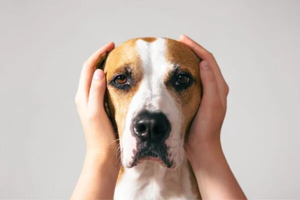 Microbioma canino pode influenciar o comportamento. (Foto: Valeria Boiko via Canva)