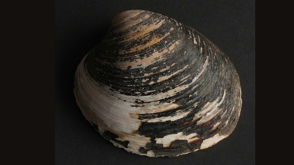 Segredos da longevidade animal revelados pelo molusco Arctica islandica (Imagem: Manfred Heyde | CC BY-SA 3.0)
