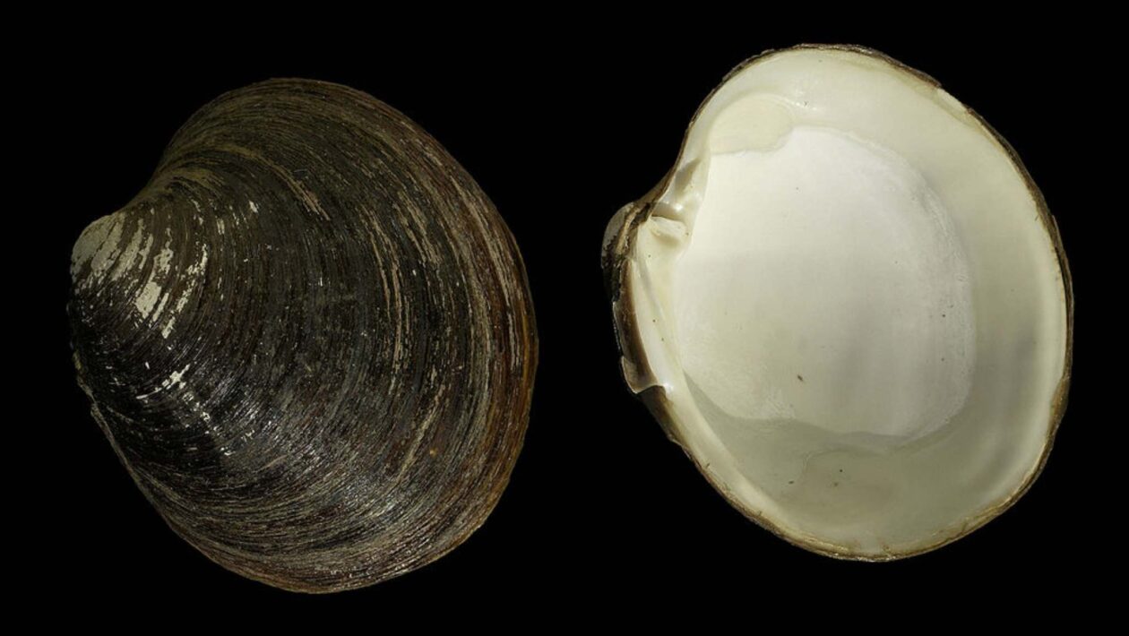 Ming, o molusco que viveu mais de 500 anos nas águas da Islândia (Imagem: Hans Hillewaert | CC BY-SA 4.0)